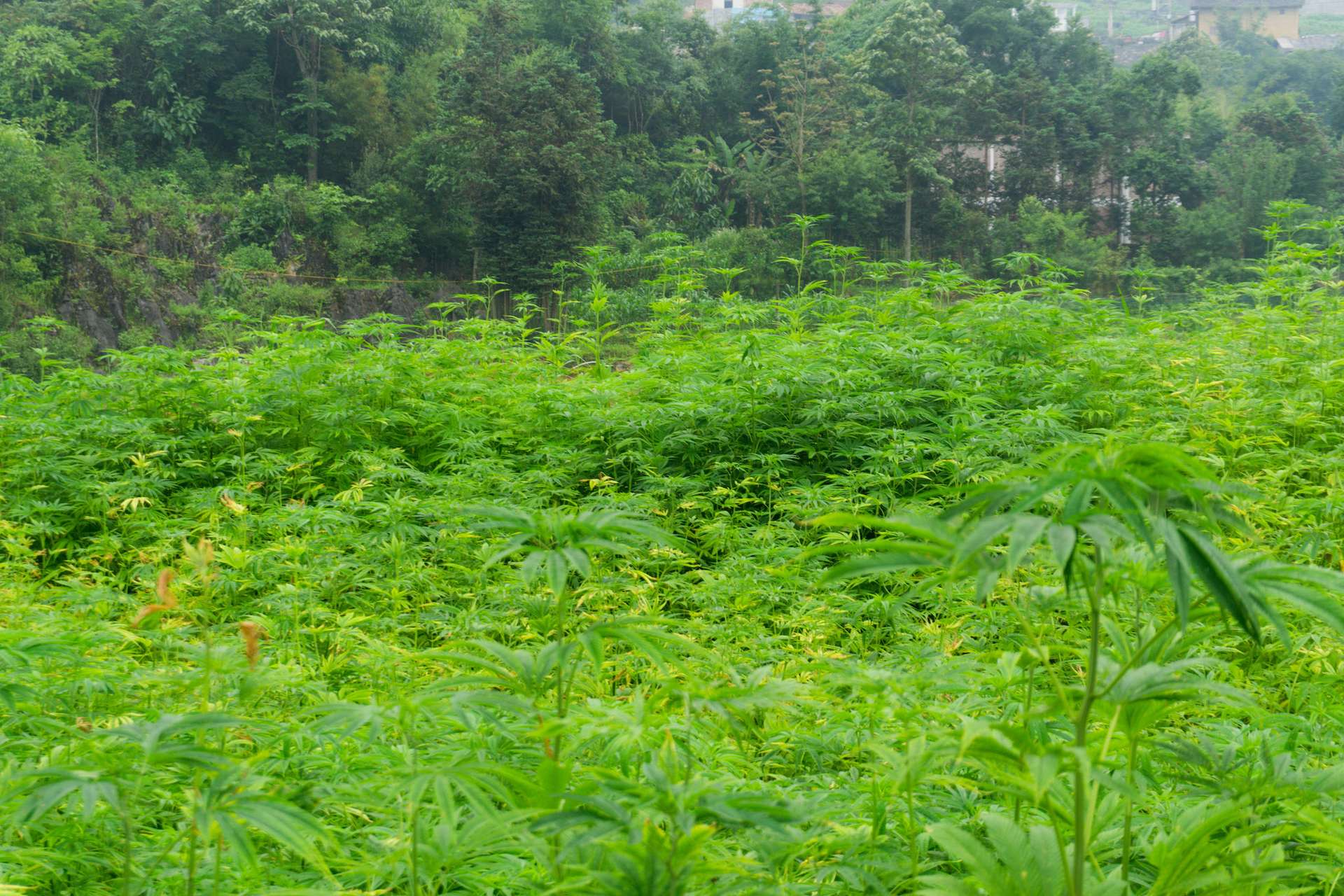 Hà Giang mùa hè