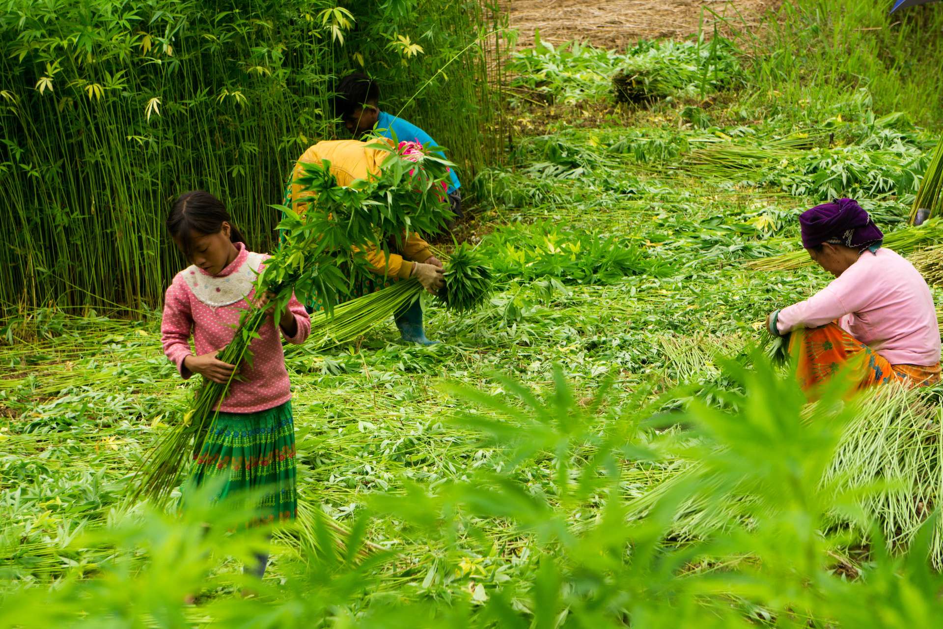 Hà Giang mùa hè