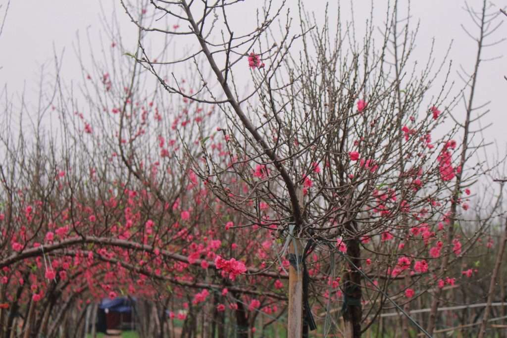 Hà Nội mùa xuân