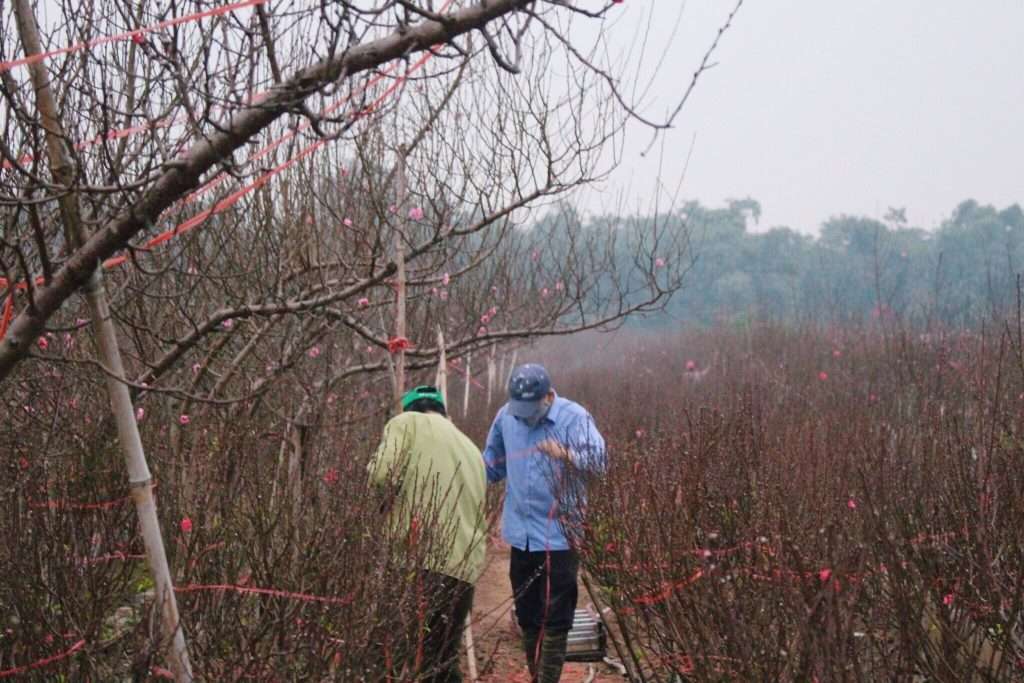 Hà Nội mùa xuân