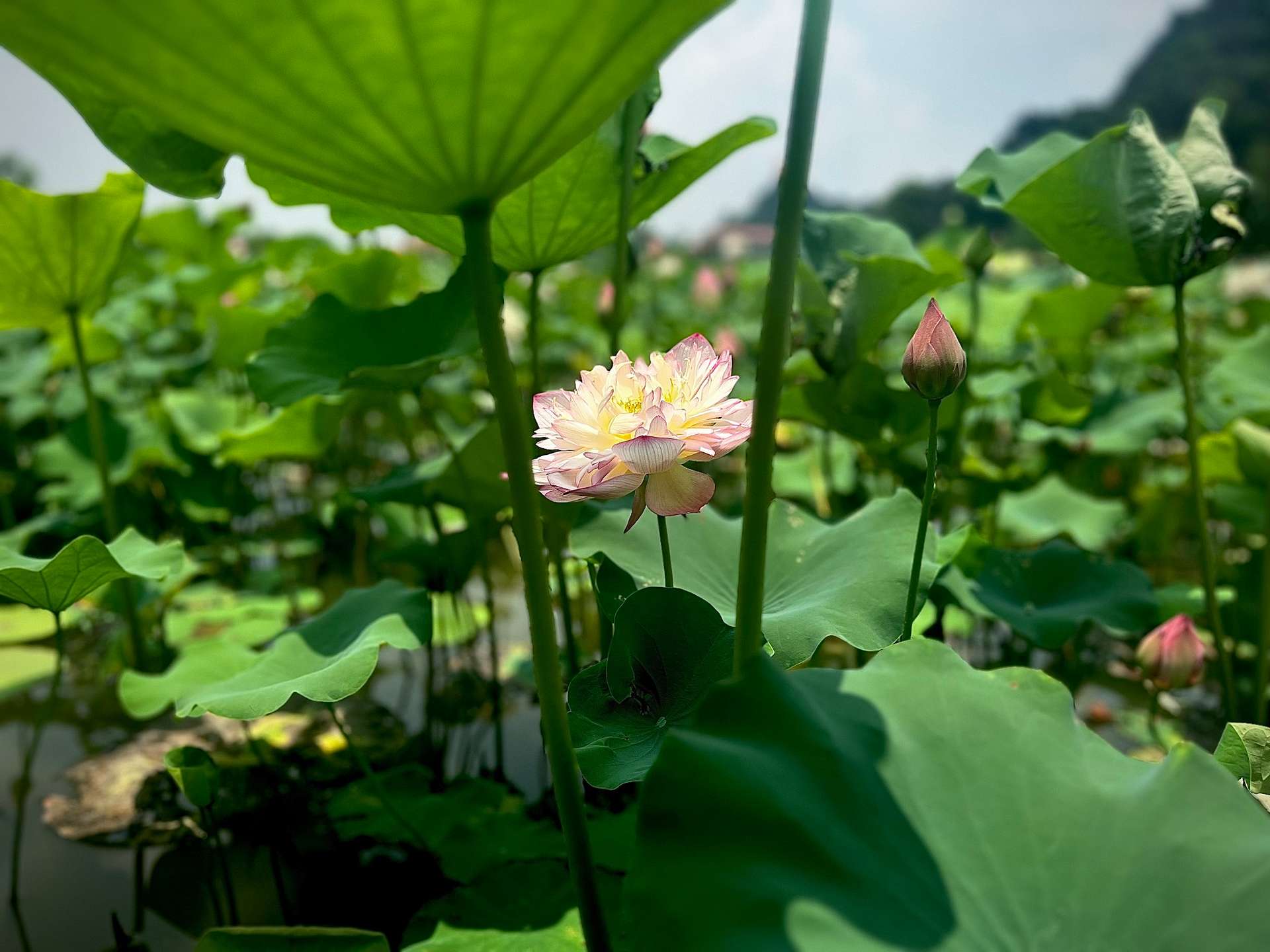 hang múa ninh bình