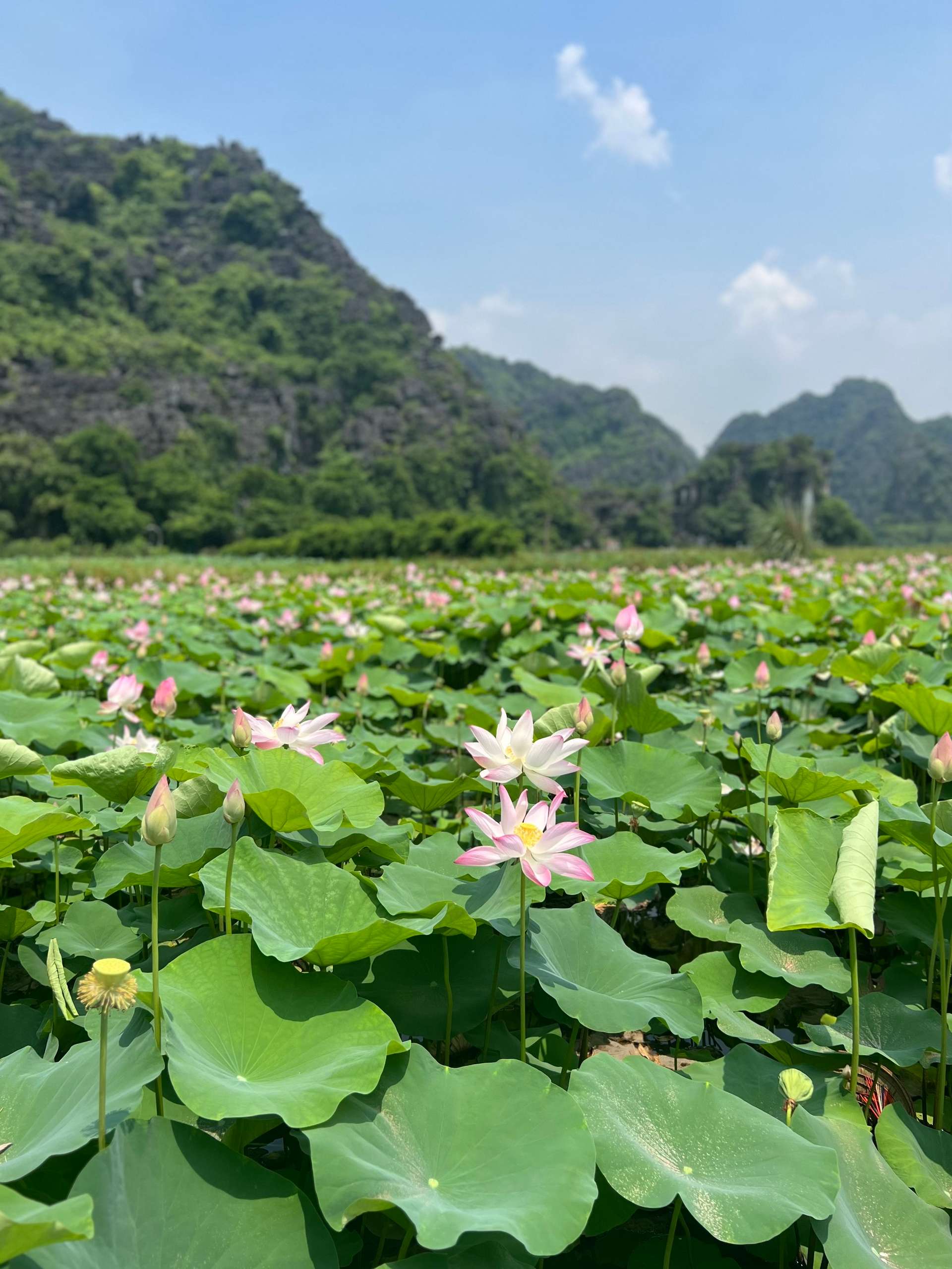 hang múa ninh bình