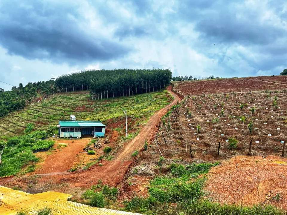 Cảnh vật hai bên đường