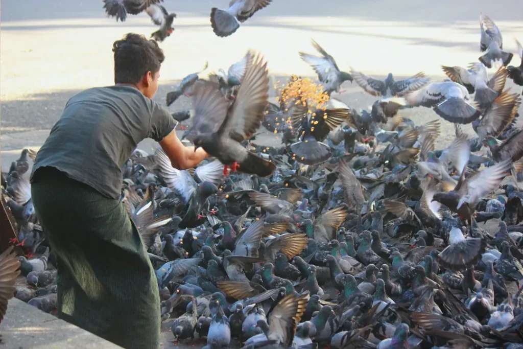 Khám phá Yangon thành phố có nhiều chim bồ câu