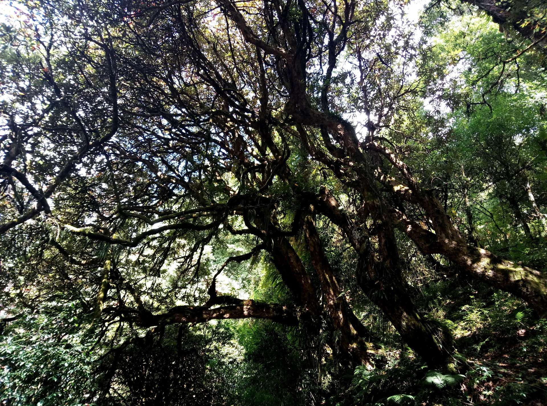 kinh nghiệm trekking Poon Hill