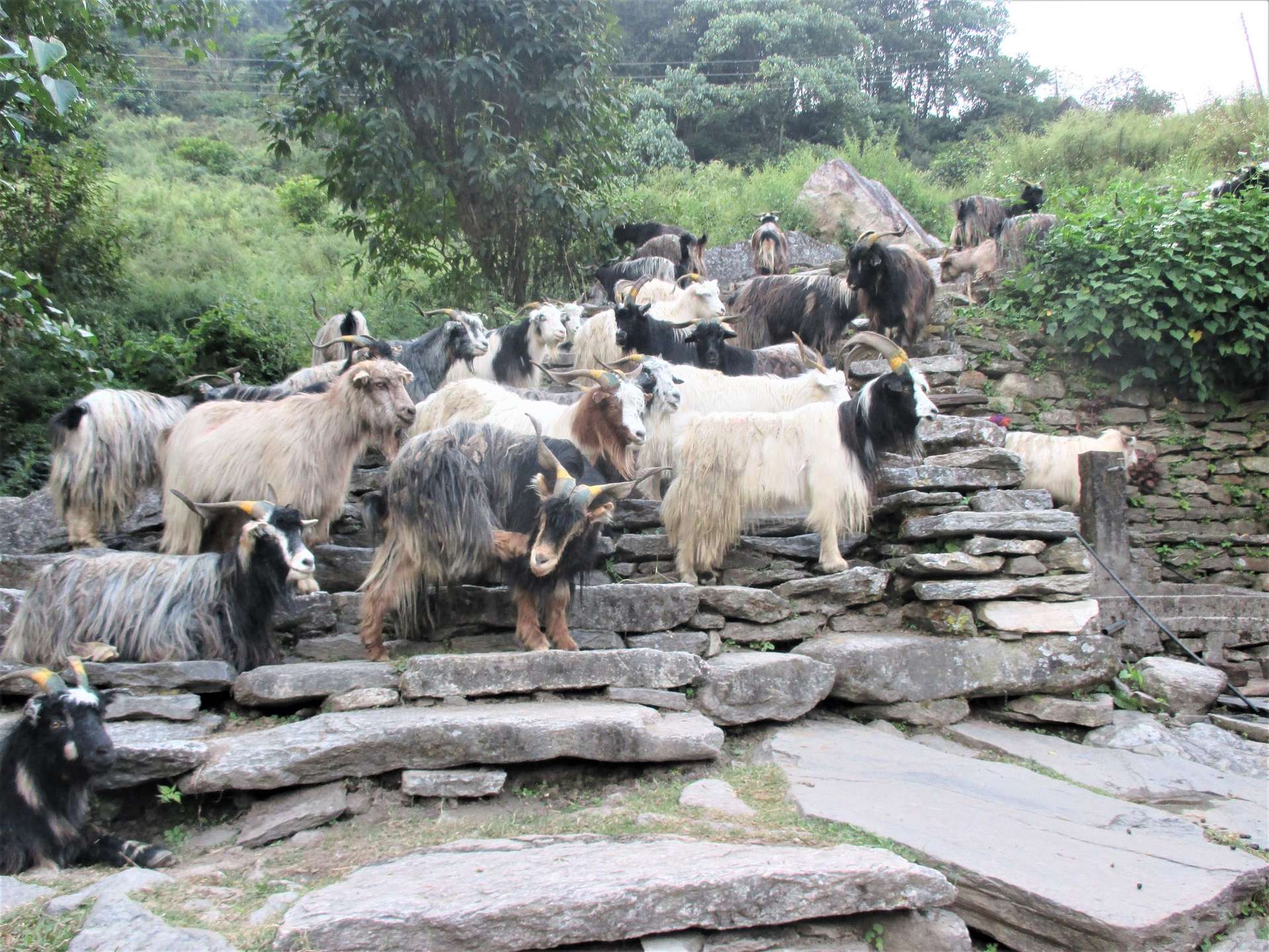 kinh nghiệm trekking Poon Hill