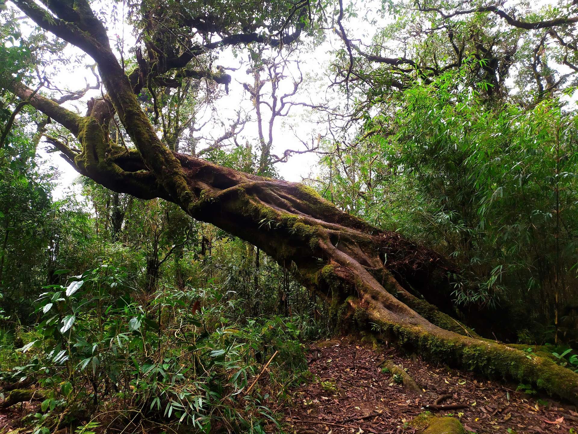 kinh nghiệm trekking putaleng