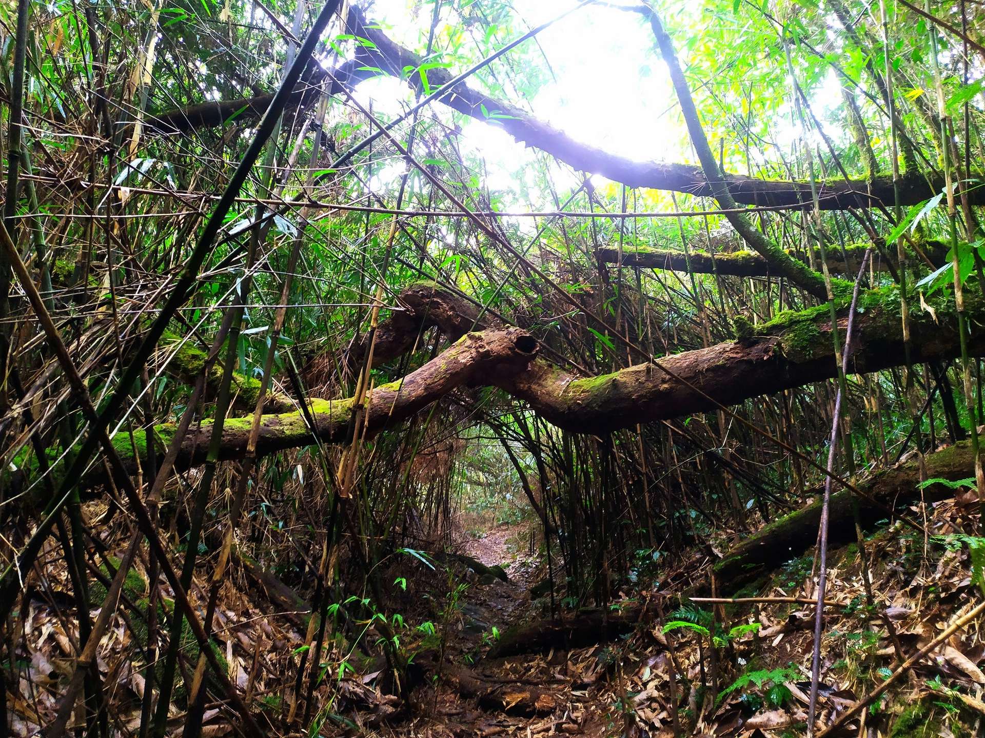 kinh nghiệm trekking putaleng