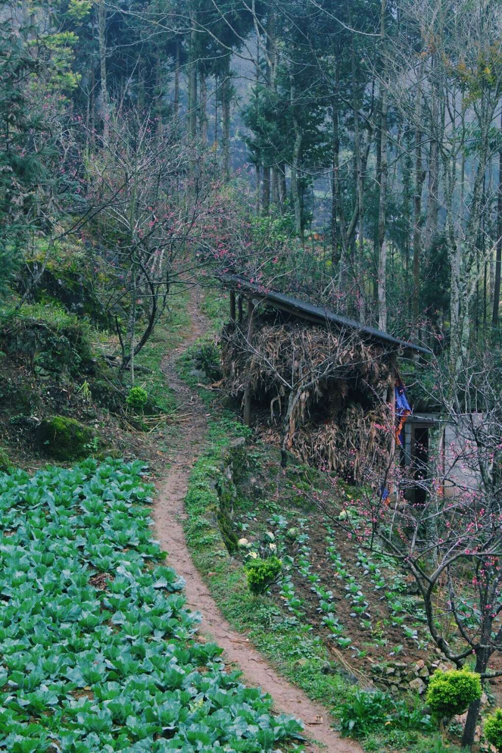 Lao Xa mùa xuân