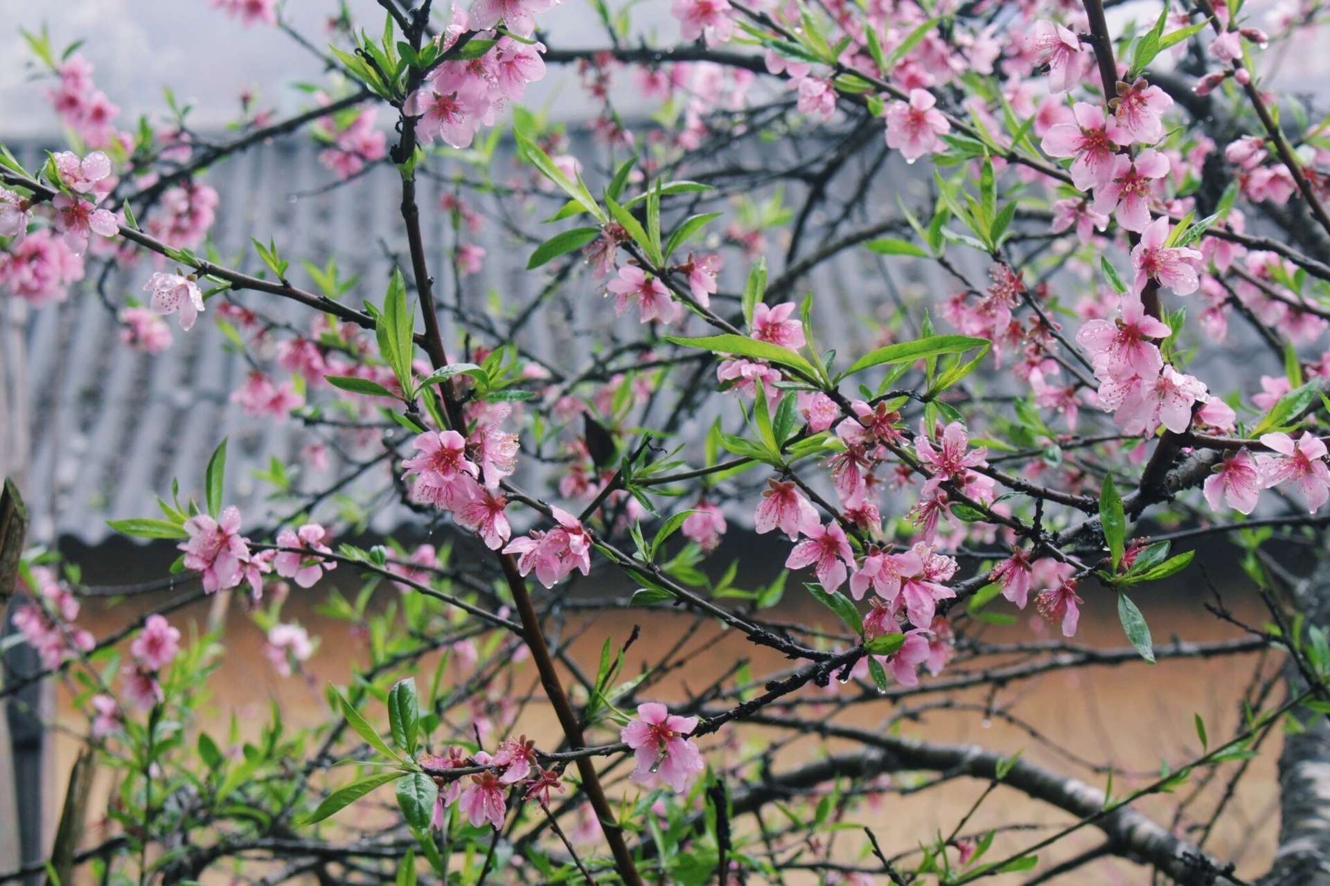 Lao Xa mùa xuân