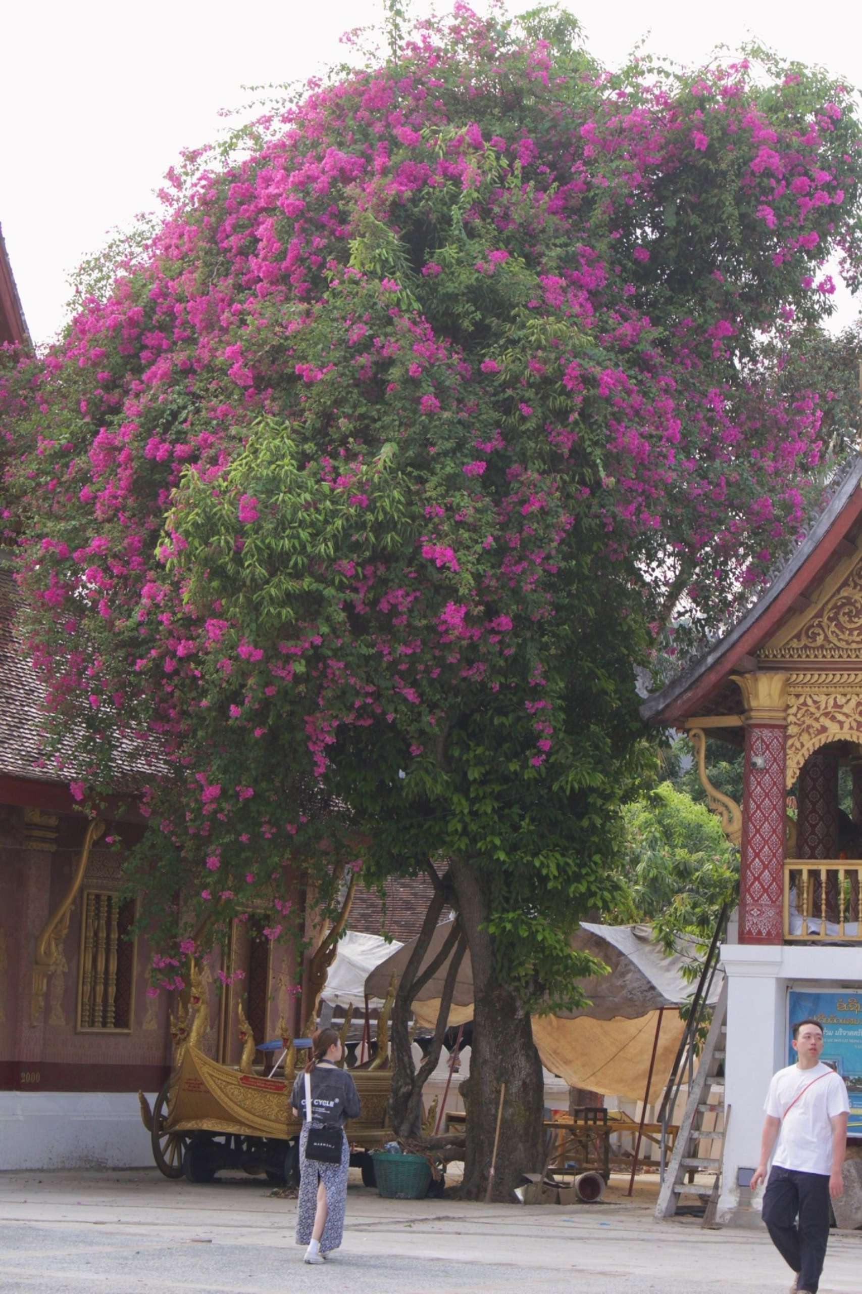 lễ khất thực Luang Prabang