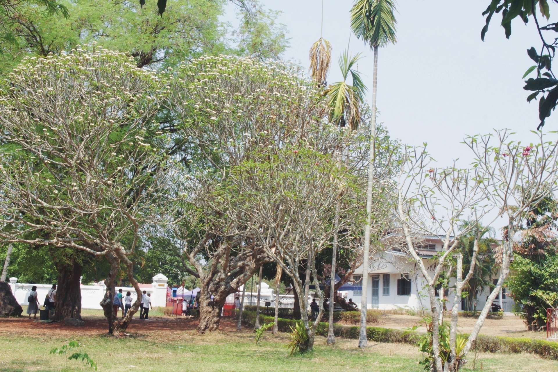 lễ khất thực Luang Prabang