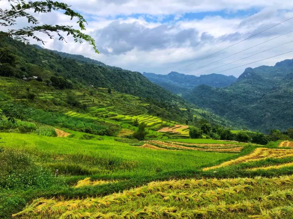 Thung lũng lúa Hồng Thái - đoạn này có nhiều homestay để lưu trú