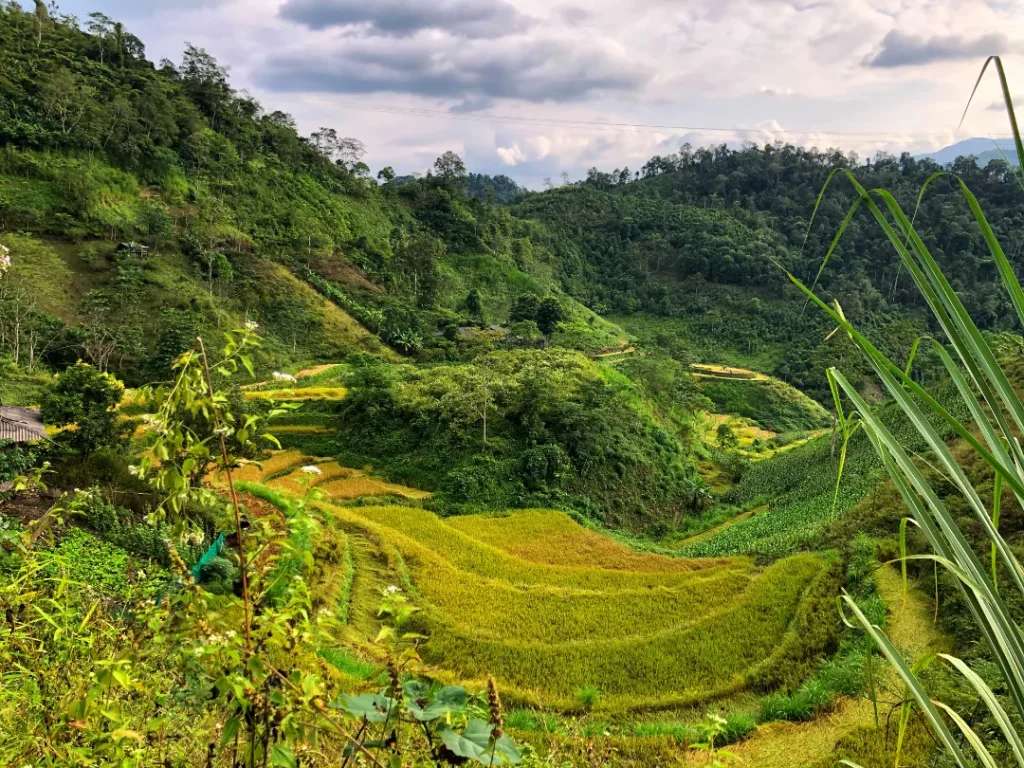 Lúa nếp được gặt và phơi trước nhà