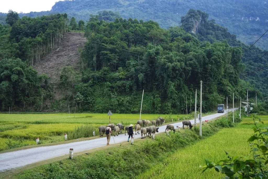 Con đường về nhà buổi chiều trên thôn Hồng Thái