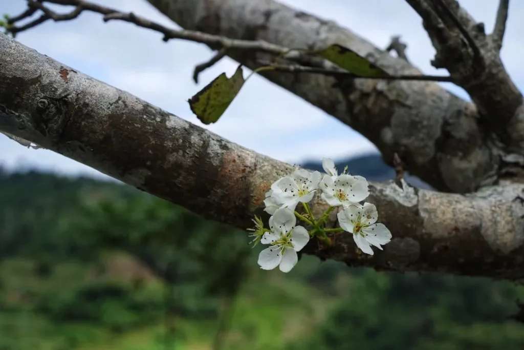 Hoa lê trên con đường Hồng Thái đến Mù Là