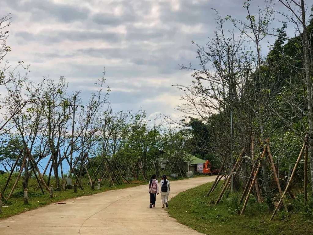 Hai hàng lê đang mùa ra hoa nên trụi hết lá