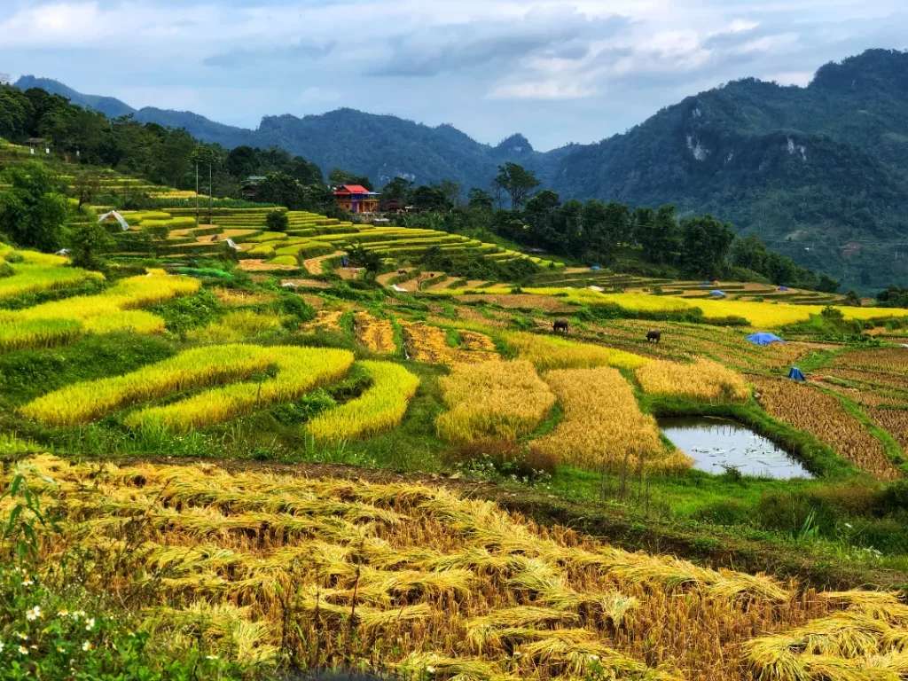 Ruộng lúa Hồng Thái 