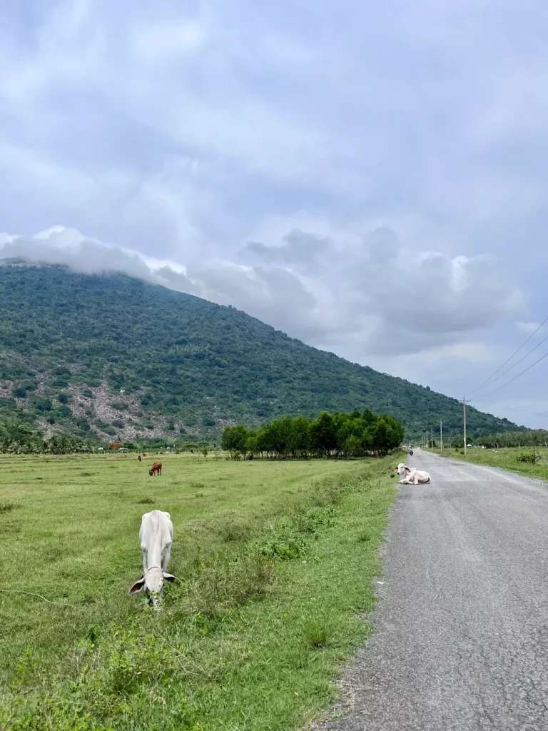 Xa xa là thảo nguyên bao la với đàn bò đủng đỉnh gặm cỏ