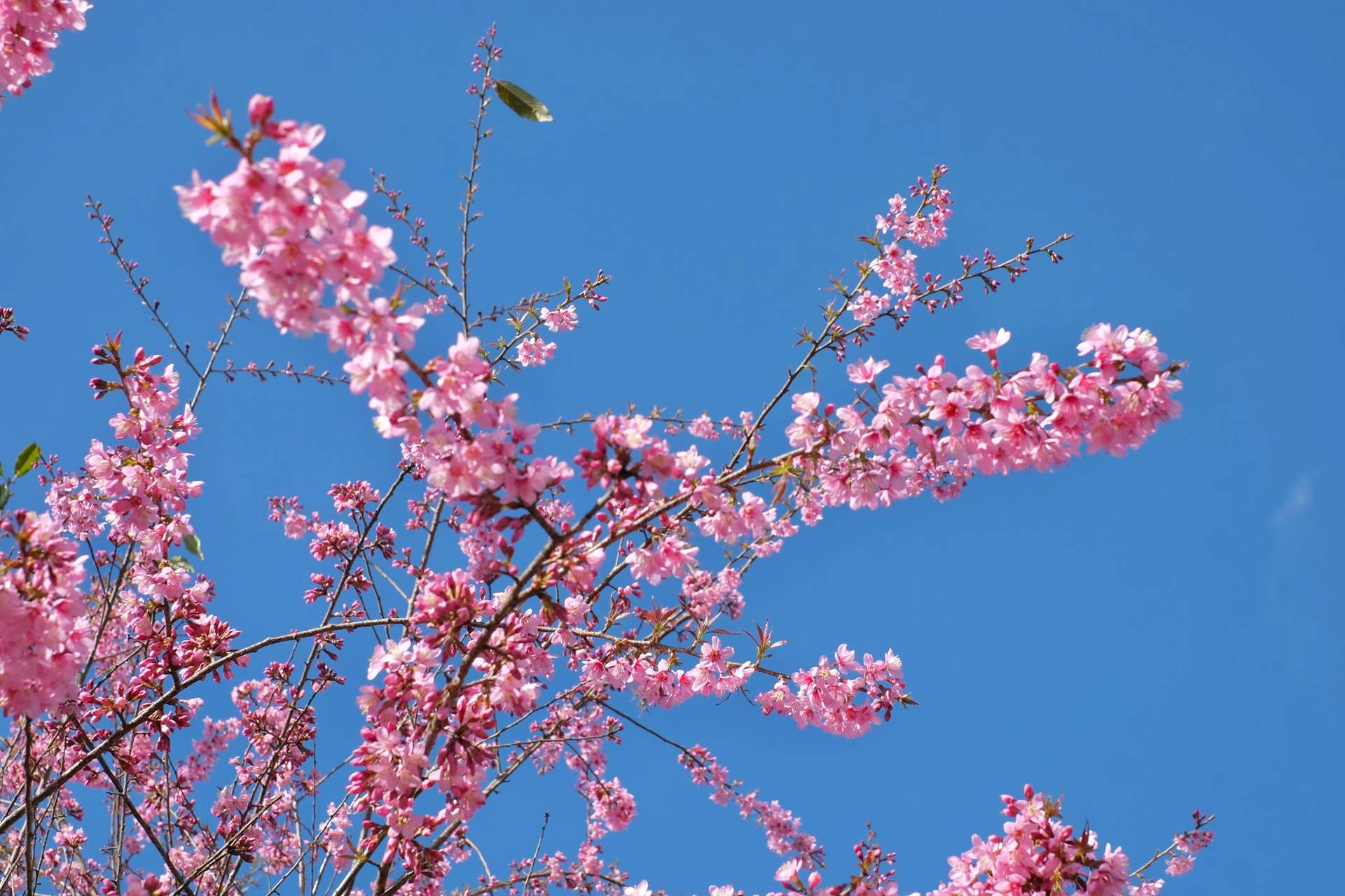 mai anh đào sapa