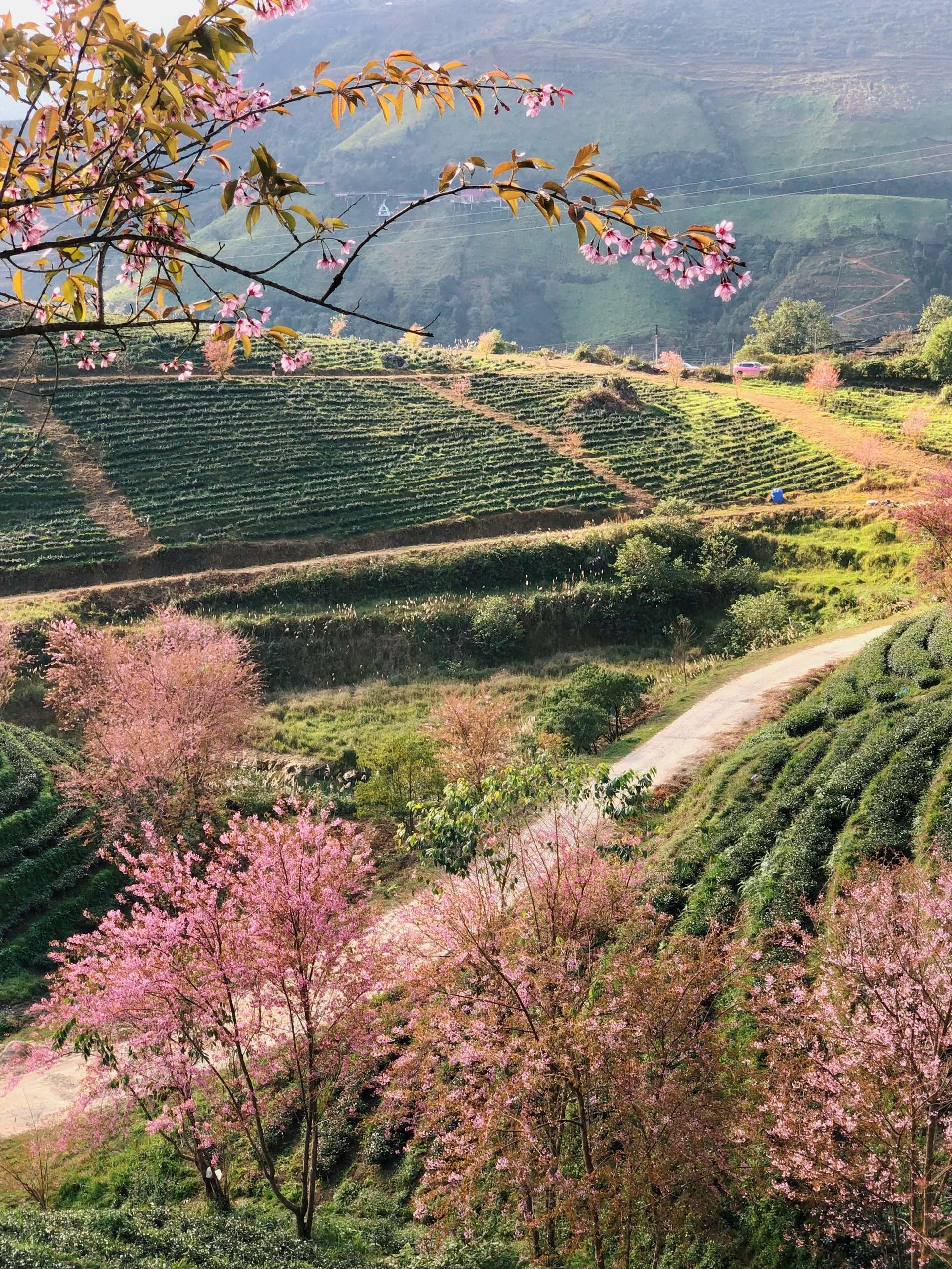 mai anh đào sapa