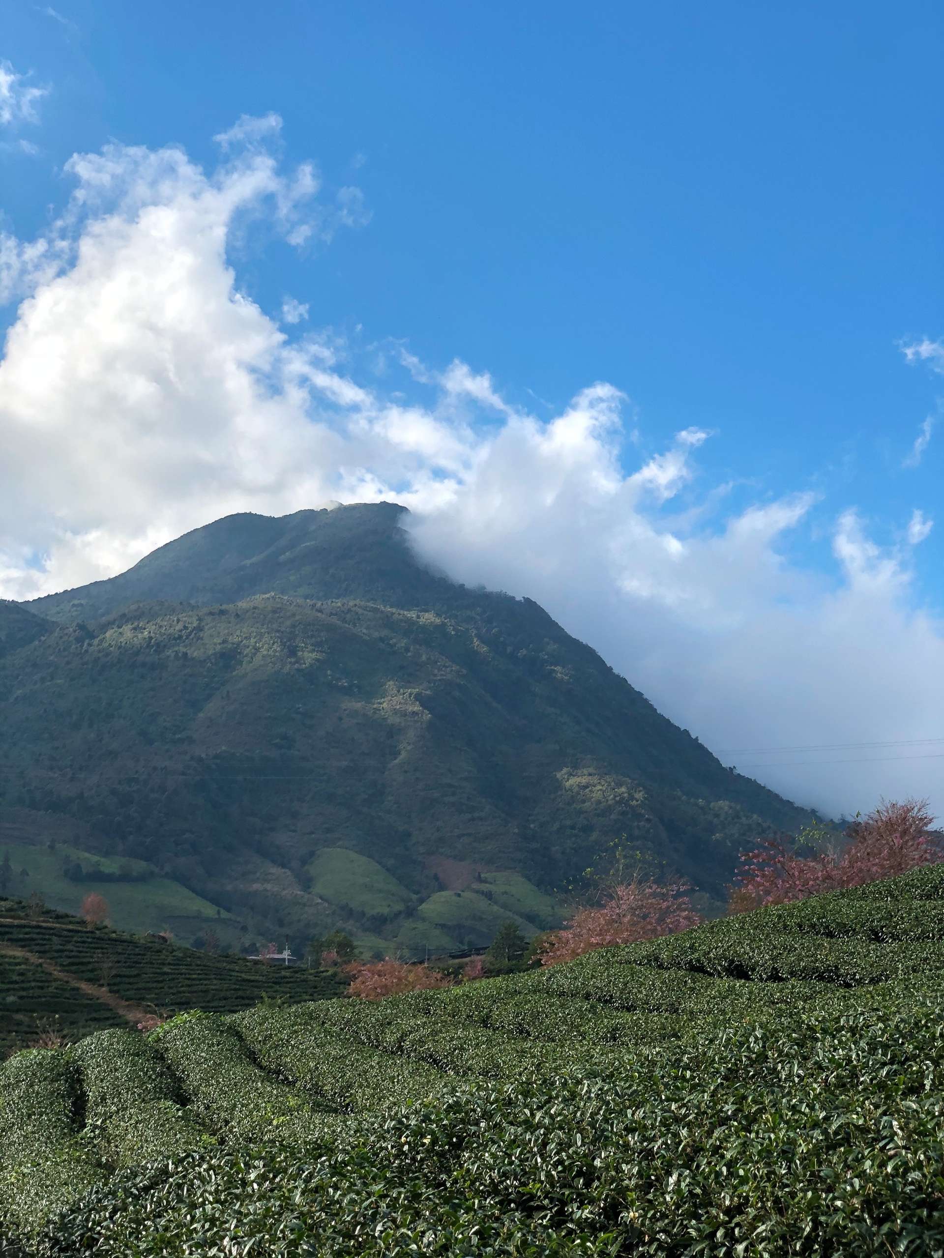 mai anh đào sapa