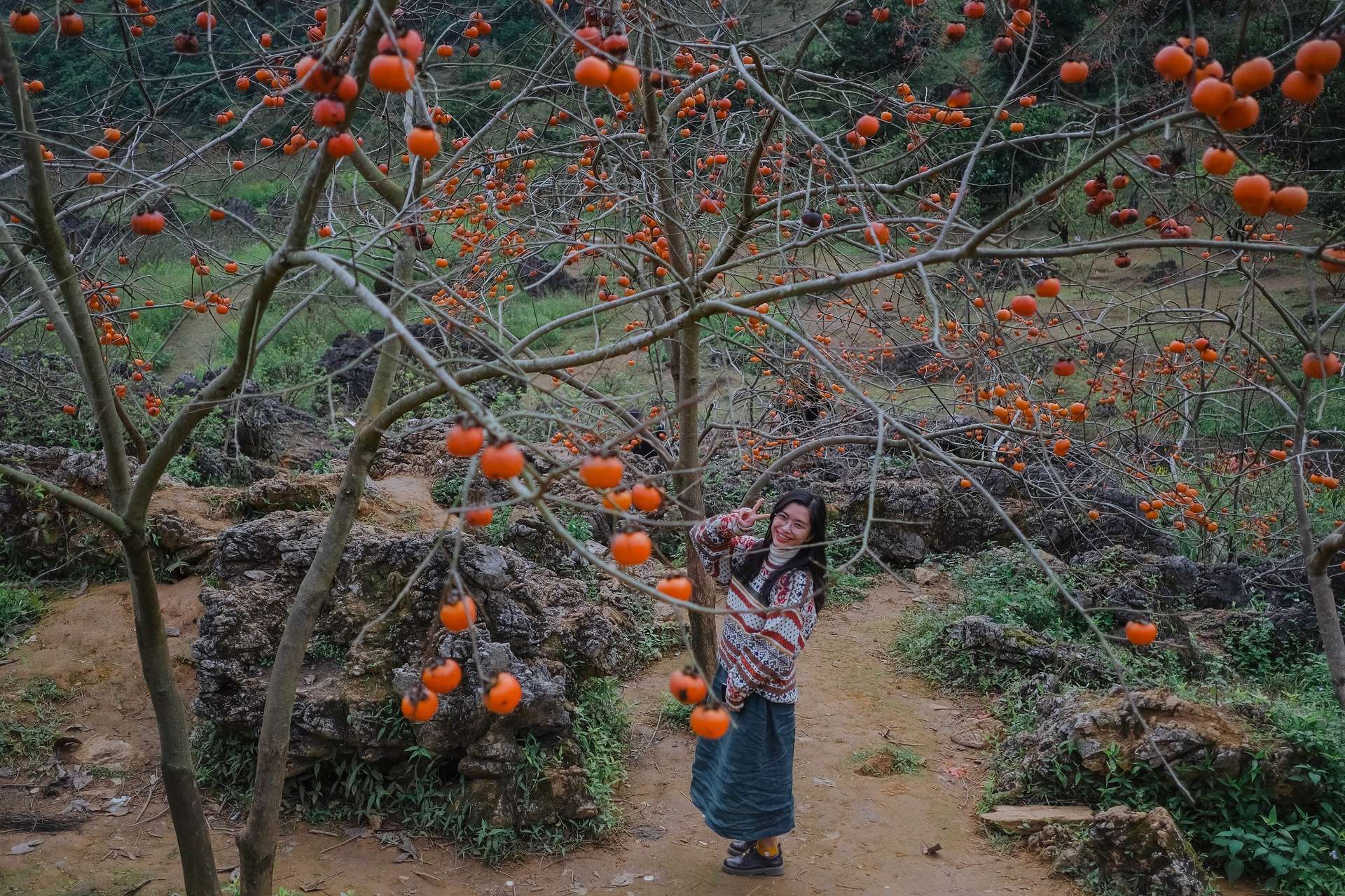 Vườn cam Thanh Bình