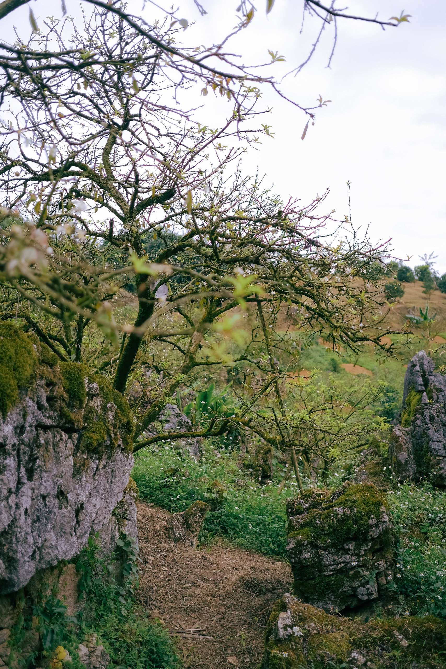 Vườn cam Thanh Bình