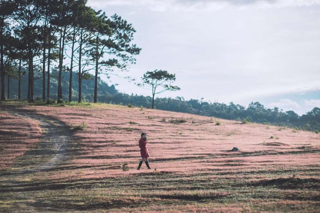 mùa cỏ hồng Đà Lạt