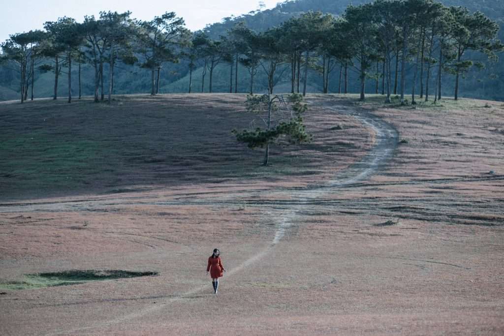 mùa cỏ hồng Đà Lạt