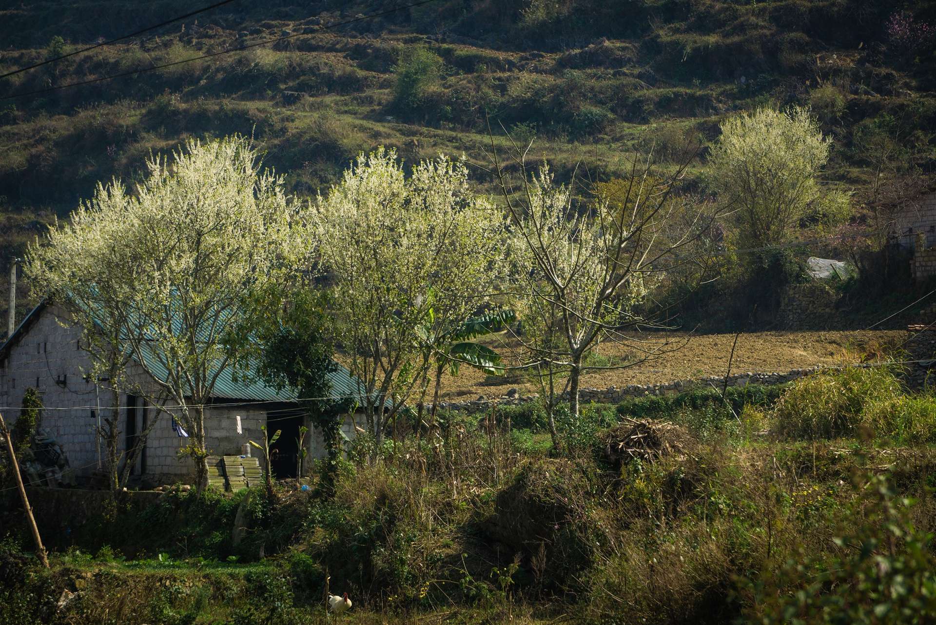 mùa hoa xuân Lũng Cú