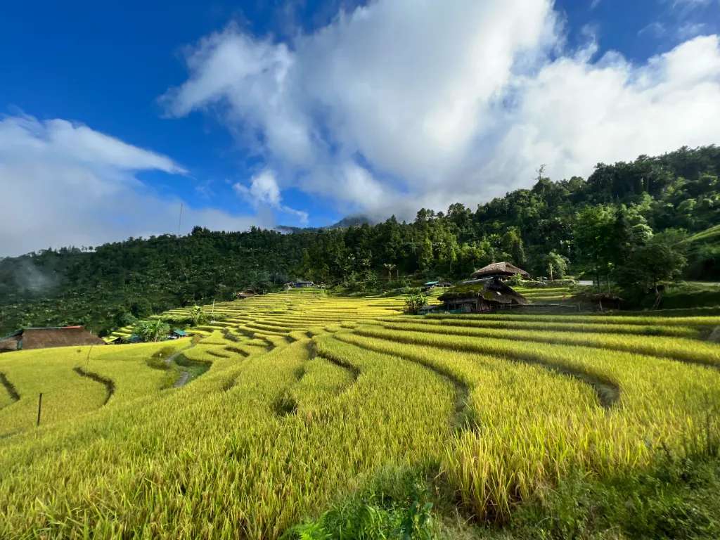 Hà Giang mùa lúa chín