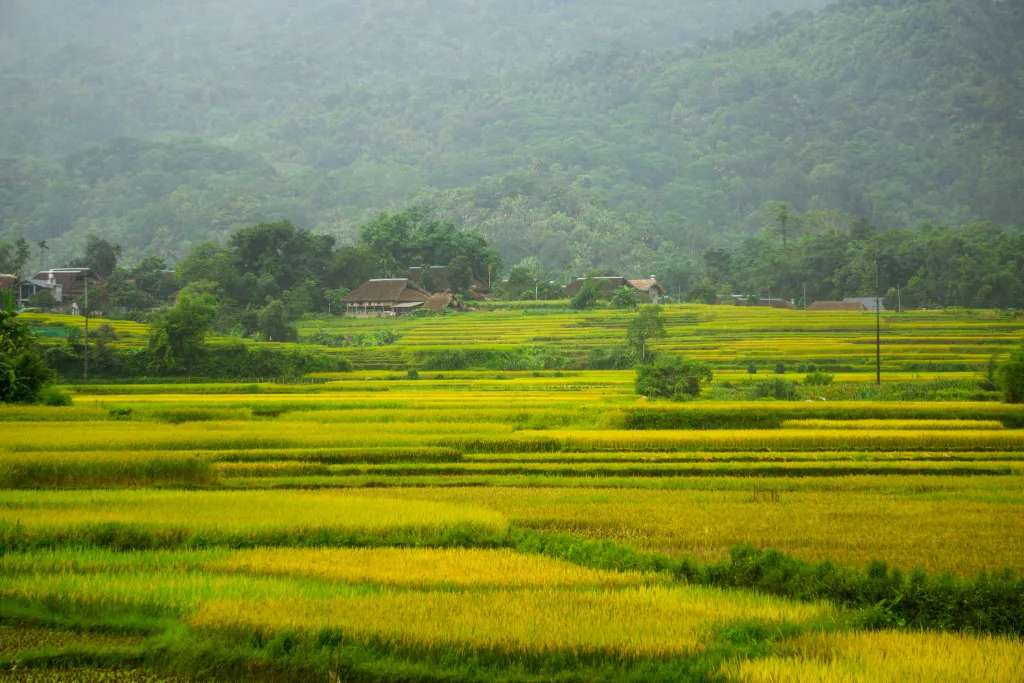 Hà Giang mùa lúa chín