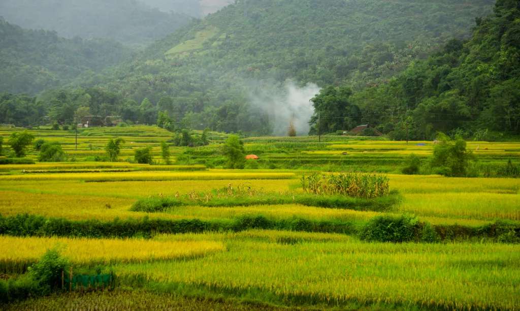 Hà Giang mùa lúa chín