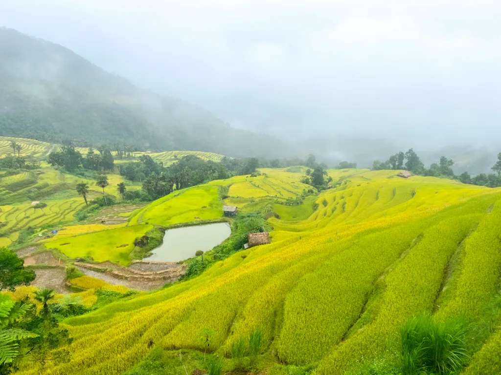 Ruộng bậc thang Lùng Vài vào một ngày mưa có mây giăng lưng đồi