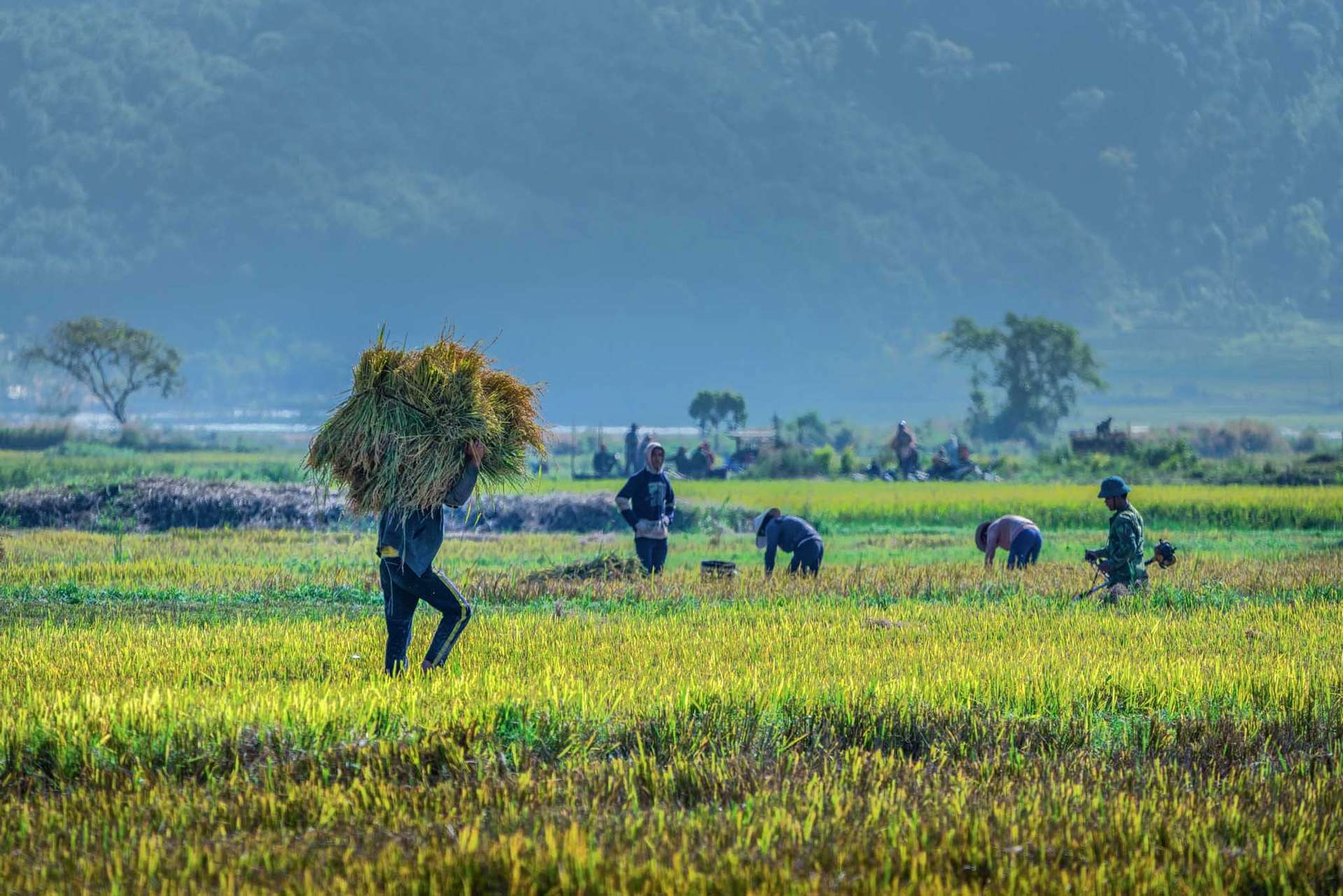 mùa lúa chín ở Chư Đăng Ya