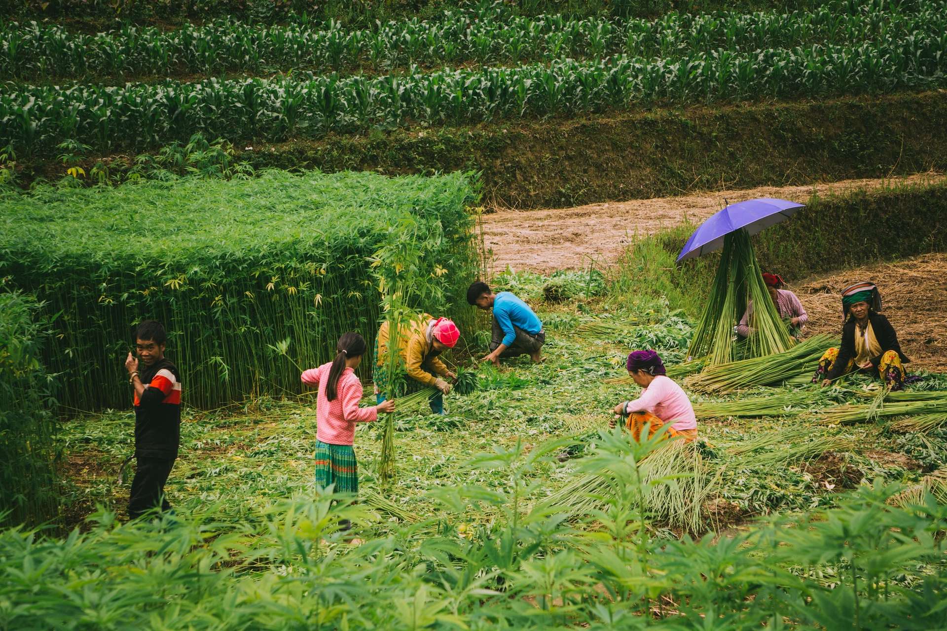 nghề dệt lanh Hà Giang