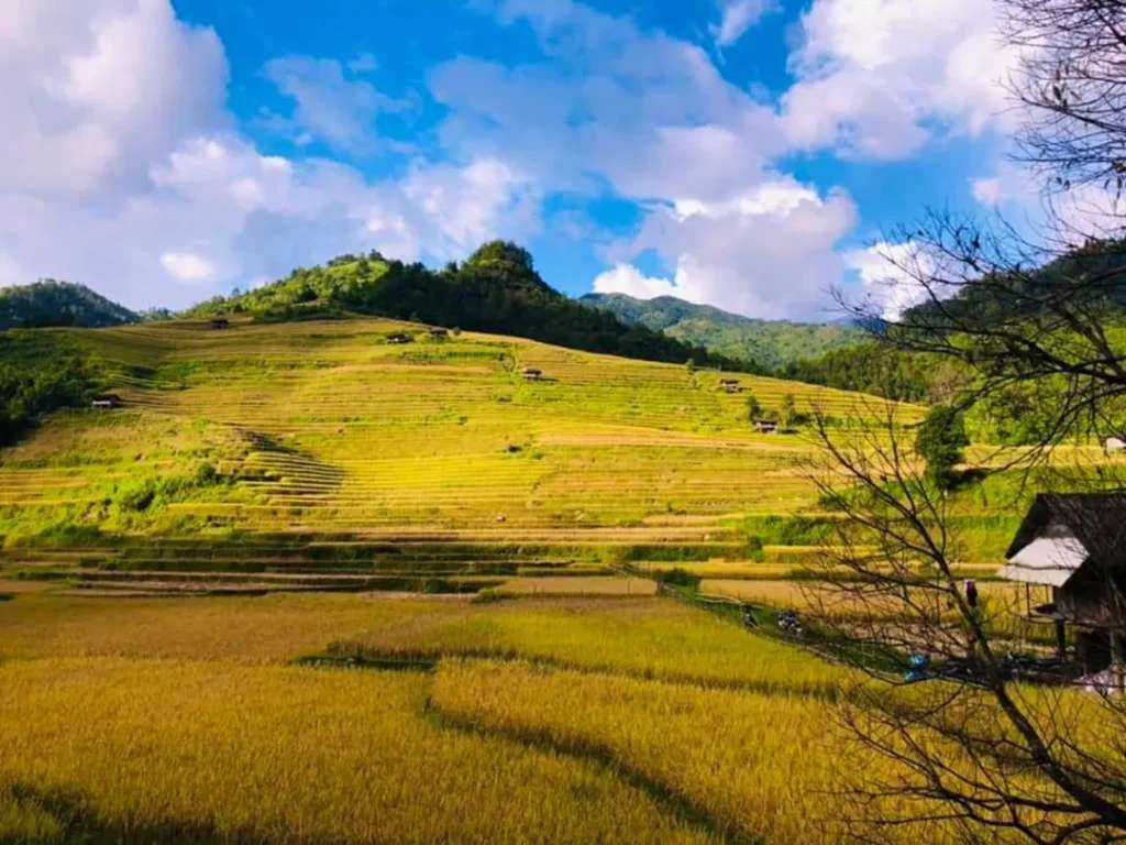 Thời điểm đẹp nhất để đi La Pán Tẩn là vào mùa lúa chín, từ tháng 9 đến tháng 11 