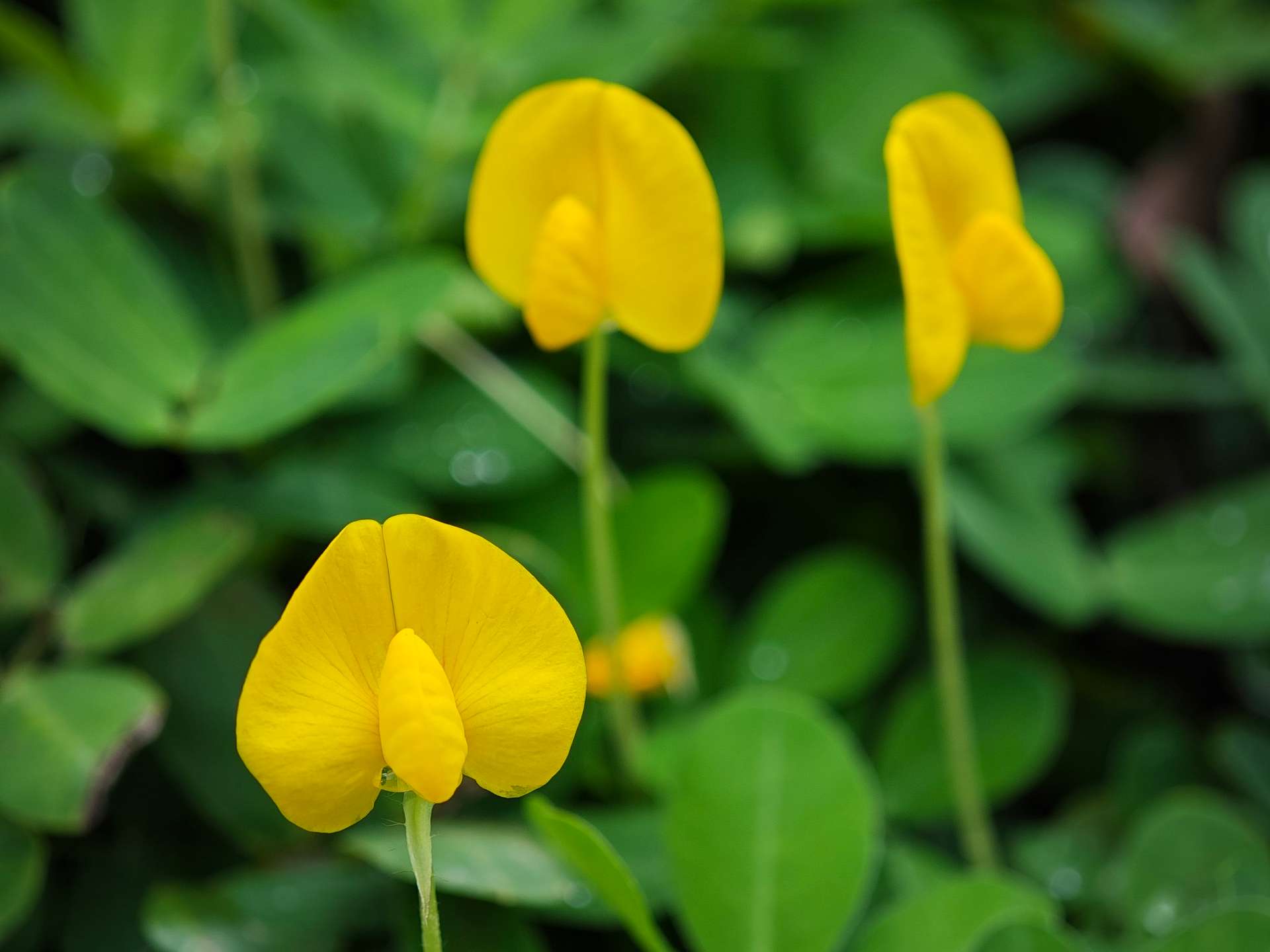 tà lài đồng nai