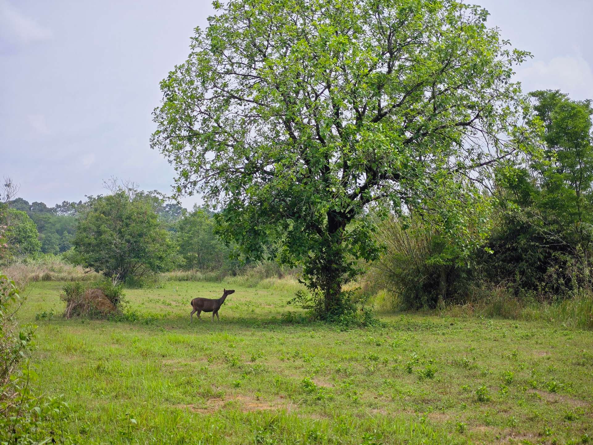 tà lài đồng nai