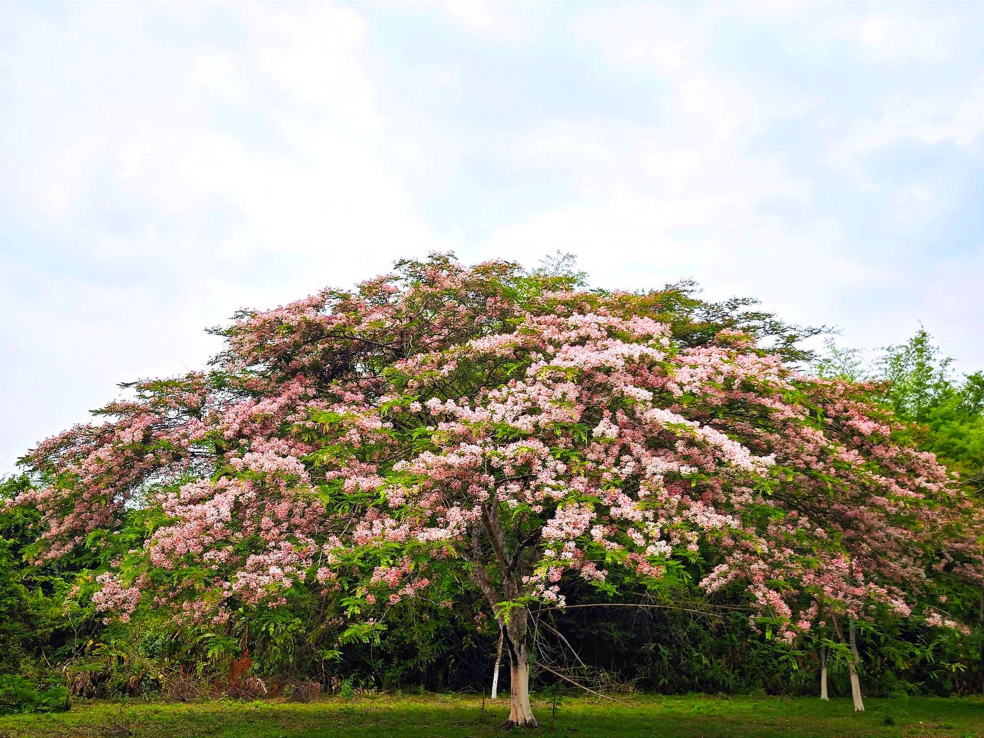 tà lài đồng nai