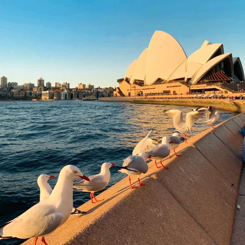 Chim hải âu rất dạn người ở khu vực Nhà Hát Opera - tham quan Sydney 