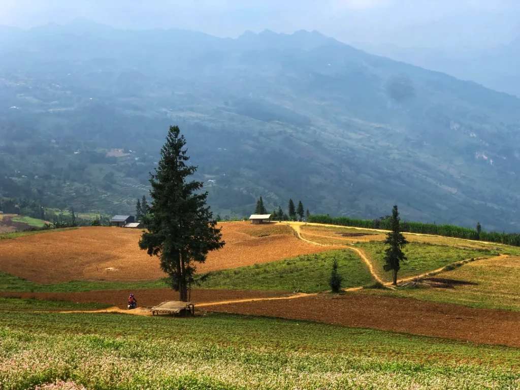 vùng hoa tam giác mạch trên thảo nguyên