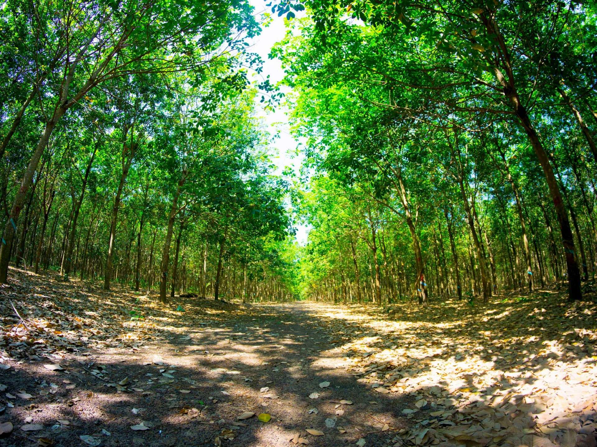 thảo nguyên Sen Monorom Campuchia