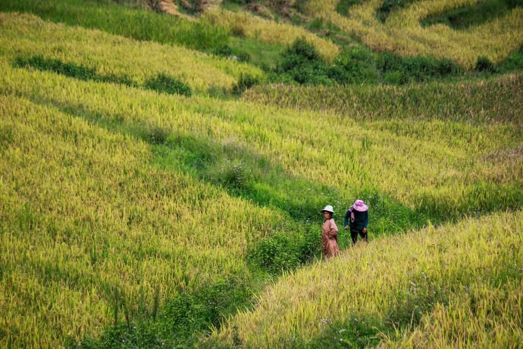 Người dân đi chăm lúa 