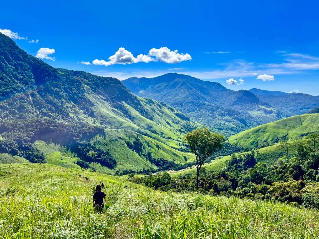 Cỏ trổ bông đung đưa trước gió