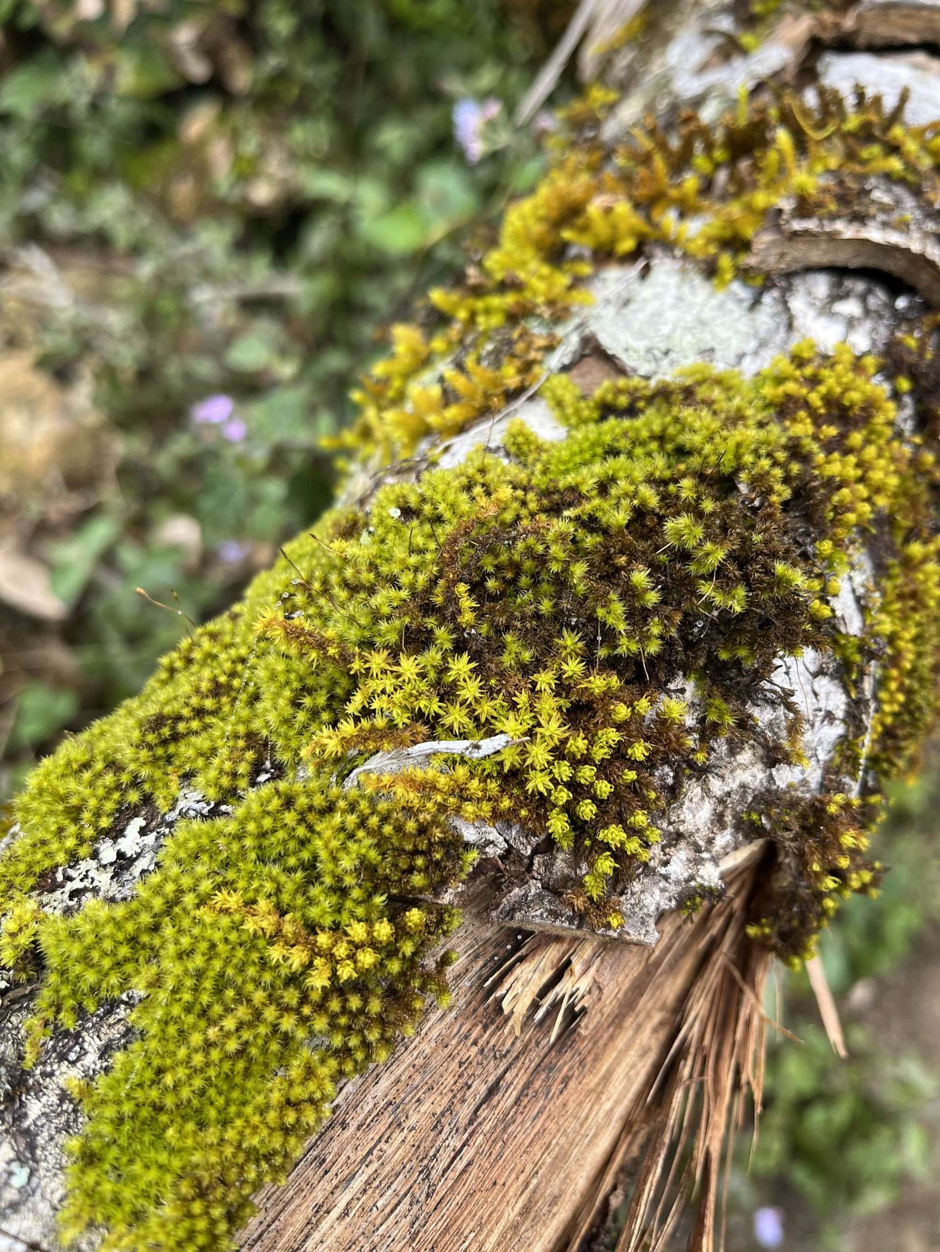 trekking Lùng Cúng