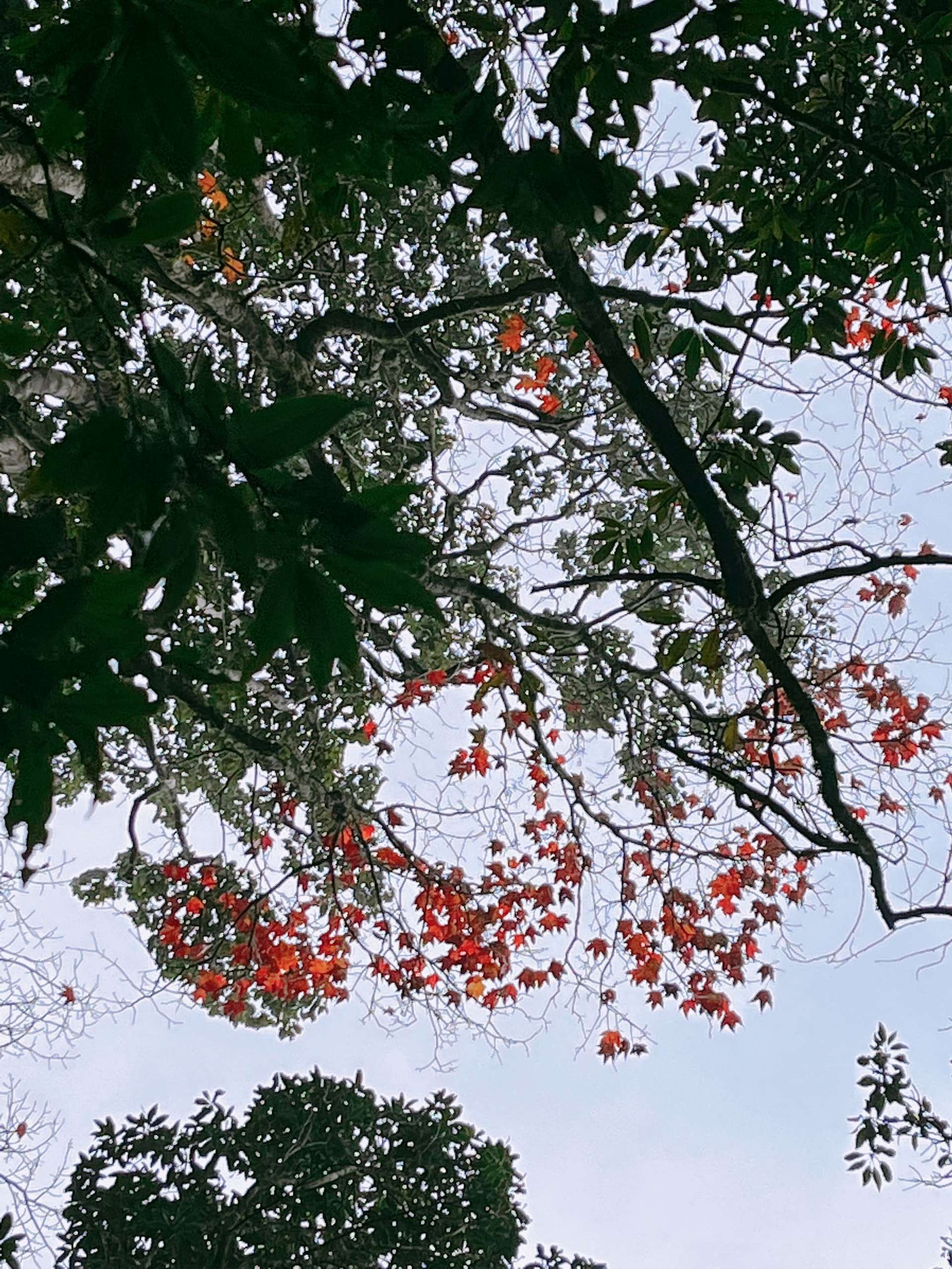 trekking Lùng Cúng