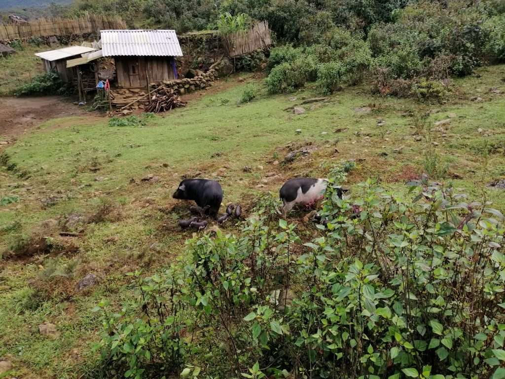 trekking Ngũ Chỉ Sơn