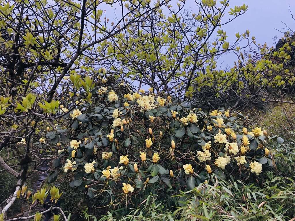 trekking Nhìu Cồ San